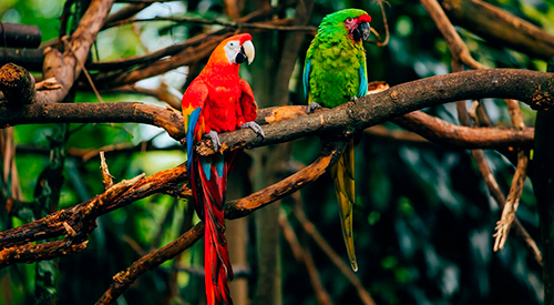Parque de Conservación (Zoo)